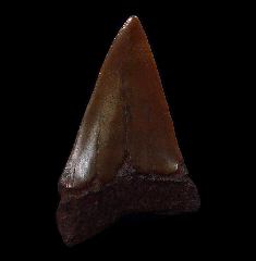 Red site Carcharodon hastalis shark tooth for sale | Buried Treasure Fossils