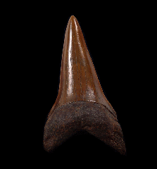 Red site Carcharodon hastalis shark tooth for sale | Buried Treasure Fossils