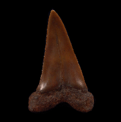 Red site Carcharodon hastalis shark tooth for sale | Buried Treasure Fossils