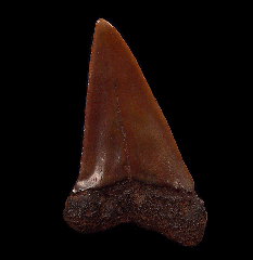 Red site Carcharodon hastalis shark tooth for sale | Buried Treasure Fossils