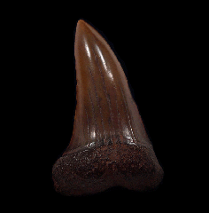 Red site Carcharodon hastalis shark tooth for sale | Buried Treasure Fossils