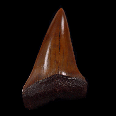 Red site Carcharodon hastalis shark tooth for sale | Buried Treasure Fossils