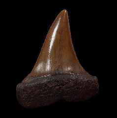 Red site Carcharodon hastalis shark tooth for sale | Buried Treasure Fossils
