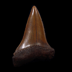 Red site Carcharodon hastalis shark tooth for sale | Buried Treasure Fossils