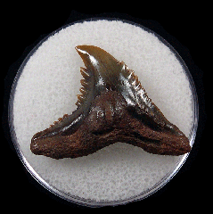 Big No. Carolina Hemipristis serra shark teeth for sale | Buried Treasure Fossils