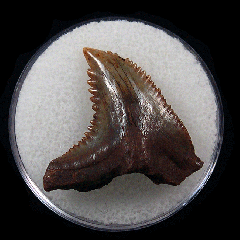 Rare Meherrin River Hemipristis serra tooth for sale | Buried Treasure Fossils