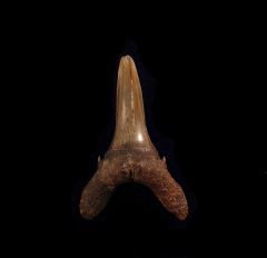 Carcharias cuspidata                          