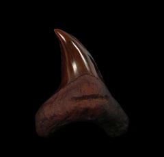 Red site Parodotus benedeni tooth for sale |Buried Treasure Fossils
