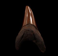 Red site Parodotus benedeni tooth for sale |Buried Treasure Fossils