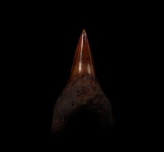 Meherrin River red Parodotus Benedeni tooth for sale |Buried Treasure Fossils