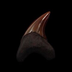 Meherrin River Parodotus Benedeni tooth for sale |Buried Treasure Fossils