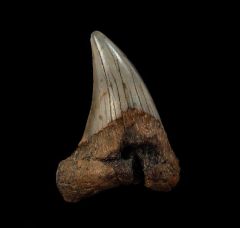 Cheap Atlantic ocean Parodotus benedeni tooth for sale |Buried Treasure Fossils