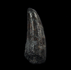 Suchomimus tenerensis tooth | Buried Treasure Fossils