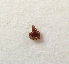Carcharodon hastalis tooth - New Zealand | Buried Treasure Fossils