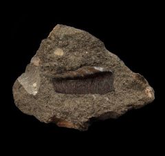 Oregon Cow shark tooth for sale |Buried Treasure Fossils