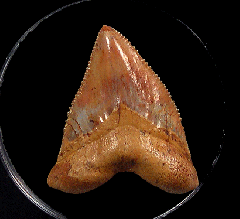 Real Peruvian Megalodon Tooth for Sale | Buried Treasure Fossils