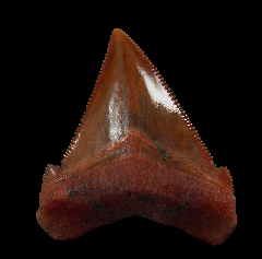 Top Quality Peruvian Chubutensis tooth for sale | Buried Treasure Fossils