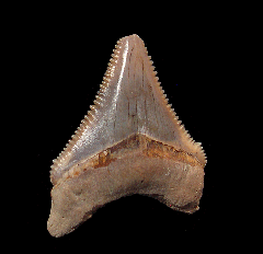 Rare Chubutensis shark tooth from Peru