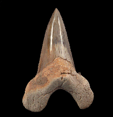 Otodus auriculatus tooth from Peru