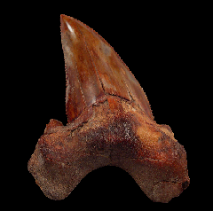 Rare Peruvian Otodus auriculatus tooth