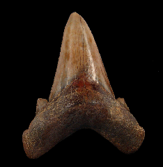 Otodus auriculatus tooth from Peru