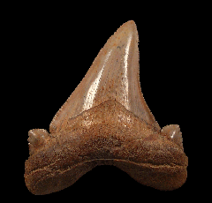 Large Auriculatus tooth from Peru for sale | Buried Treasure Fossils