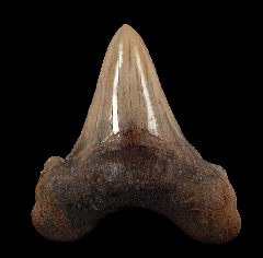 Large Auriculatus tooth from Peru for sale | Buried Treasure Fossils