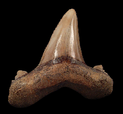 Large Auriculatus tooth from Peru for sale | Buried Treasure Fossils