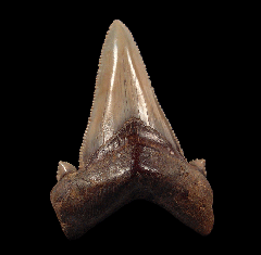 Carcharocles auriculatus - Peru