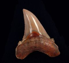 Carcharocles auriculatus