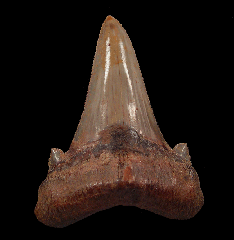 Large Auriculatus tooth from Peru for sale | Buried Treasure Fossils