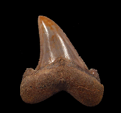 Large Auriculatus tooth from Peru for sale | Buried Treasure Fossils