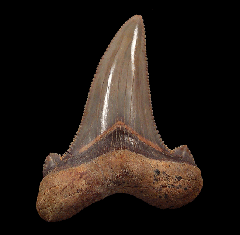 Large Auriculatus tooth from Peru for sale | Buried Treasure Fossils