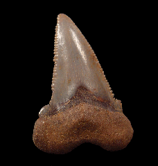 Real Peruvian Otodus auriculatus tooth for sale 