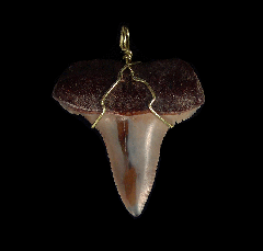 High Quality Great White shark tooth necklace for sale | Buried Treasure Fossils