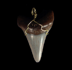 High Quality Great White shark tooth necklace for sale | Buried Treasure Fossils