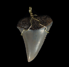 High Quality Great White shark tooth necklace for sale | Buried Treasure Fossils