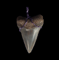 High Quality Great White shark tooth necklace for sale | Buried Treasure Fossils