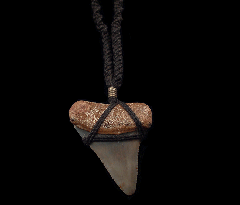 High Quality Great White shark tooth necklace for sale | Buried Treasure Fossils