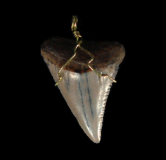 High Quality Great White shark tooth necklace for sale | Buried Treasure Fossils