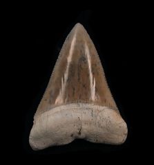 Carcharodon carcharias    