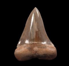 Big Peruvian Great White tooth for sale | Buried Treasure Fossils