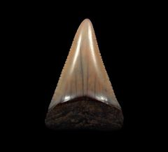 The spike - Peruvian Great White tooth for sale | Buried Treasure Fossils