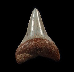 Colorful Peruvian Great White tooth for sale | Buried Treasure Fossils