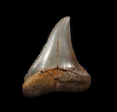 Quality Peruvian Great White shark tooth for sale | Buried Treasure Fossils