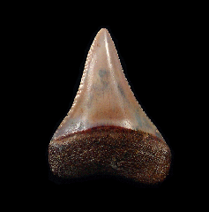 Quality Peruvian Great White tooth for sale | Buried Treasure Fossils