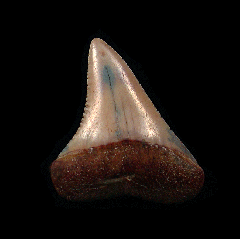 Peruvian Great White jewelry tooth for sale | Buried Treasure Fossils