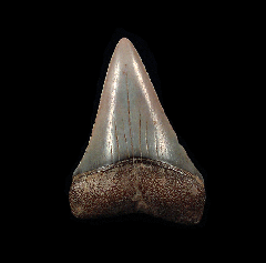 Red Peruvian Great White shark tooth for sale | Buried Treasure Fossils