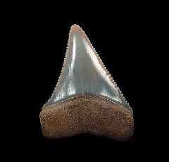 Blue Peruvian Great White tooth for sale | Buried Treasure Fossils