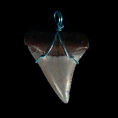 Cheap Great White tooth necklaces | Buried Treasure Fossils